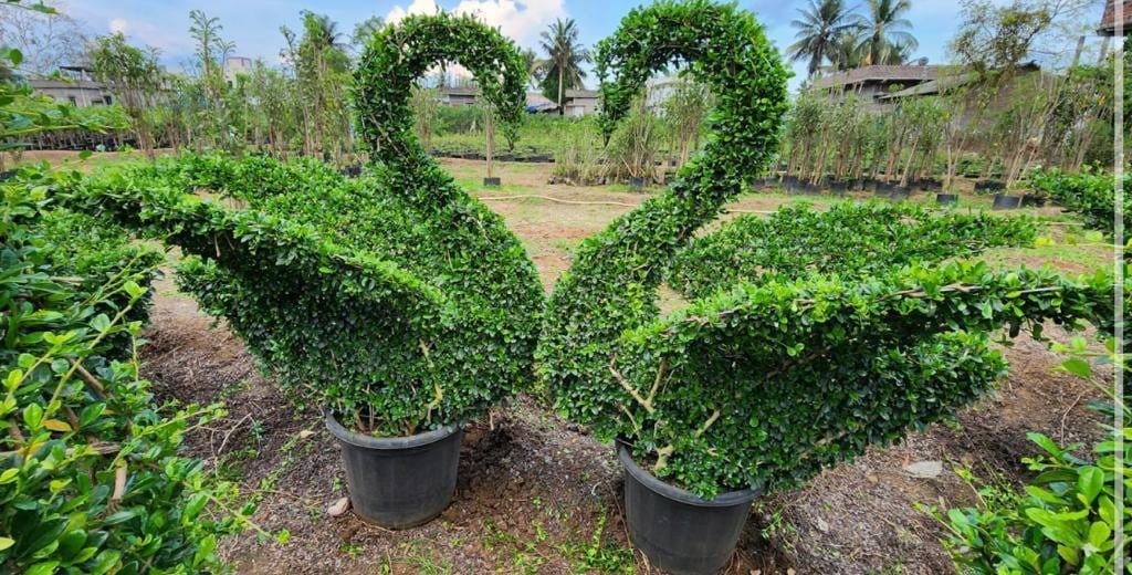 WhatsApp Image 2025-06-12 at 1.24.06 PM (3)