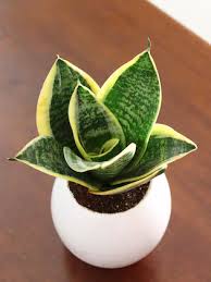 WhatsApp Image 2025-06-12 at 1.24.06 PM